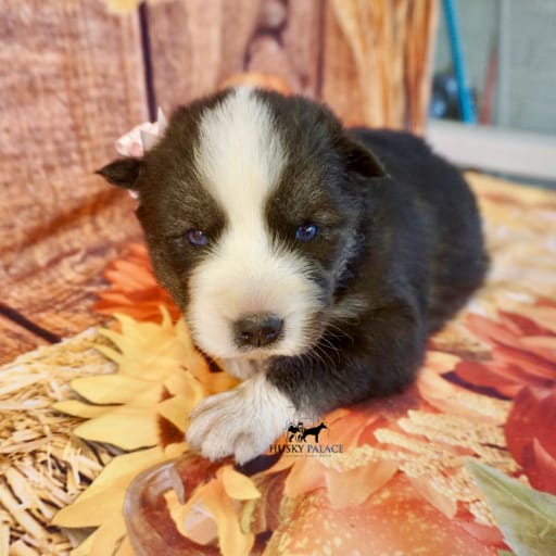 AKC Pumpkin 10